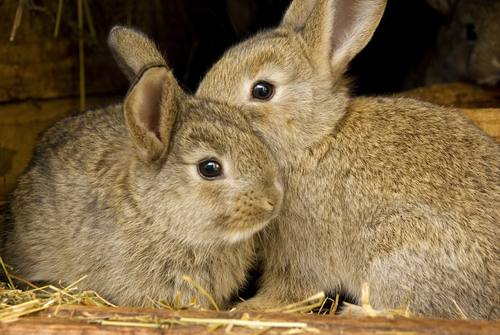 Two rabbits are better than one. Unusual Pet Vets