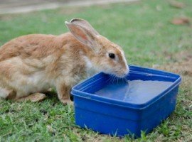 Rabbits need to stay hydrated