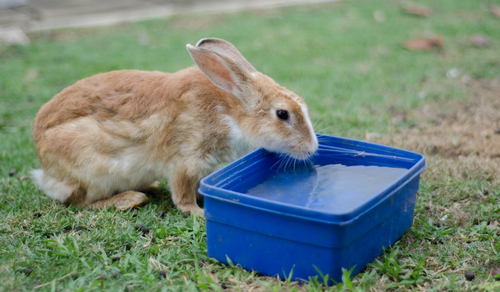 Rabbits need to stay hydrated