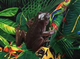 frog frog