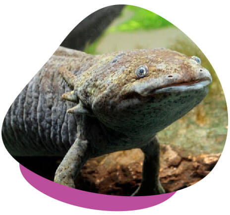 Amphibian FAQ (Types, Diet, Husbandry, Life Cycle & More)