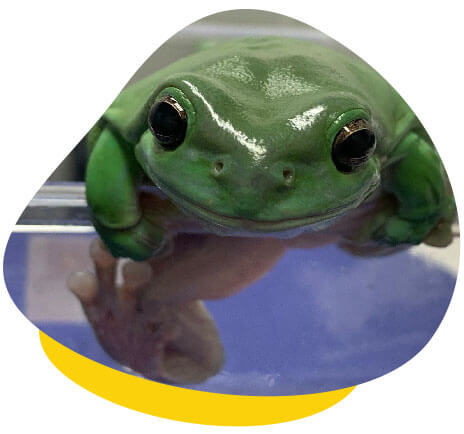 greem tree frog