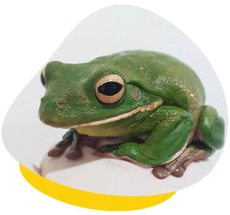 green tree frog