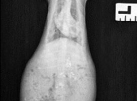 Mild rickets found in ferrets x-ray scan