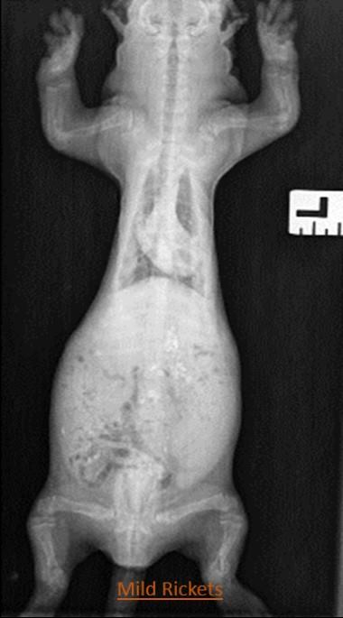 Mild rickets found in ferrets x-ray scan