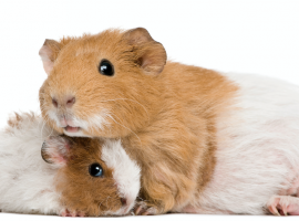 two guinea pigs leaning on each other