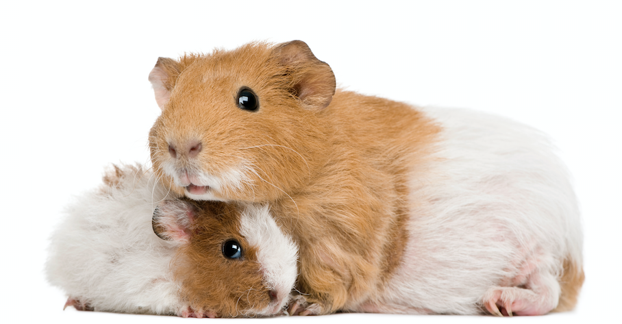 two guinea pigs leaning on each other