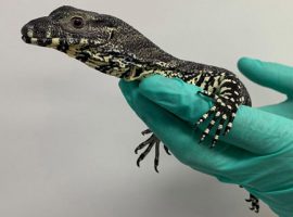 Rogue the juvenille lace monitor Rogue the juvenille lace monitor