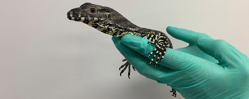 Rogue the juvenille lace monitor