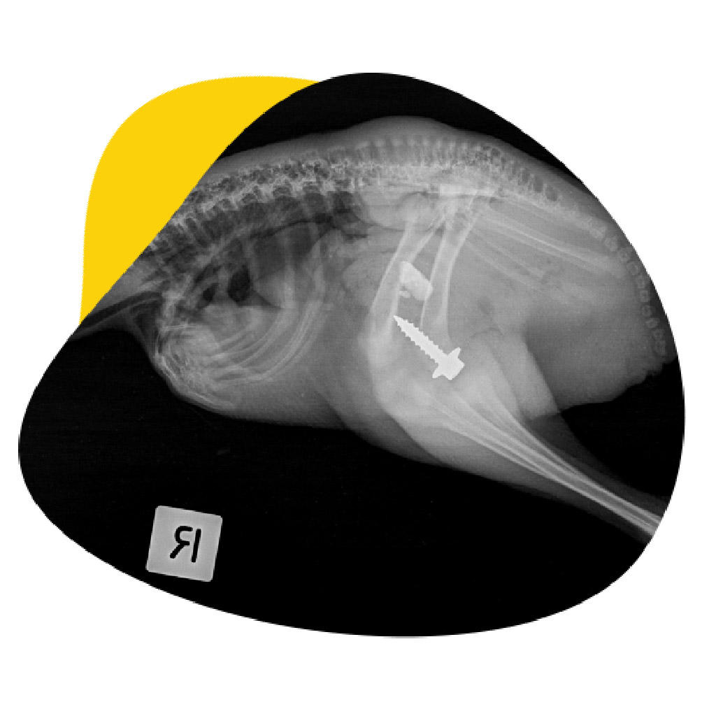 The x-ray clearly identifying the large screw and its exact location.