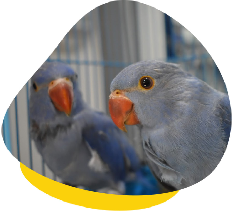 Baby Indian Ringnecks who came in for DNA sexing