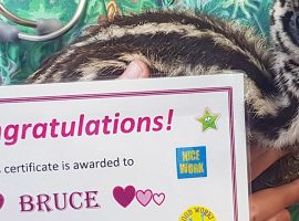 Bruce receiving his 'Patient of the Day' award for his bravery. Bruce receiving his 'Patient of the Day' award for his bravery.