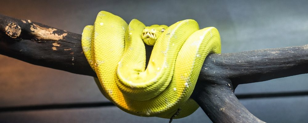 upv green tree python