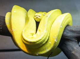 upv green tree python