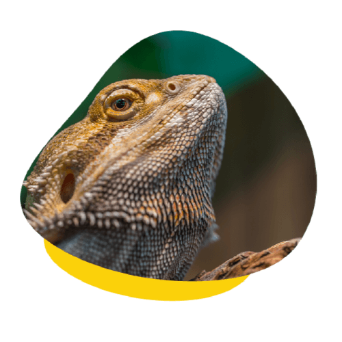 upv bearded dragon