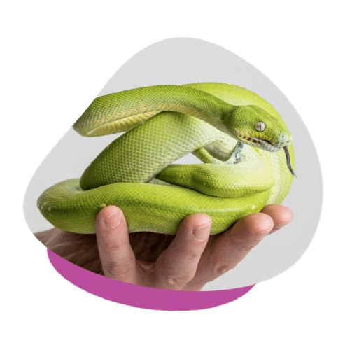 upv green tree python