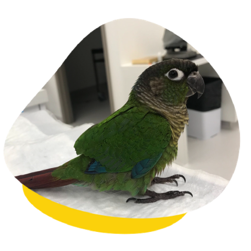 Wei Wei sitting on the surgical table waiting patiently for her anaesthetic and new wings. You can see how short her wings have been cut