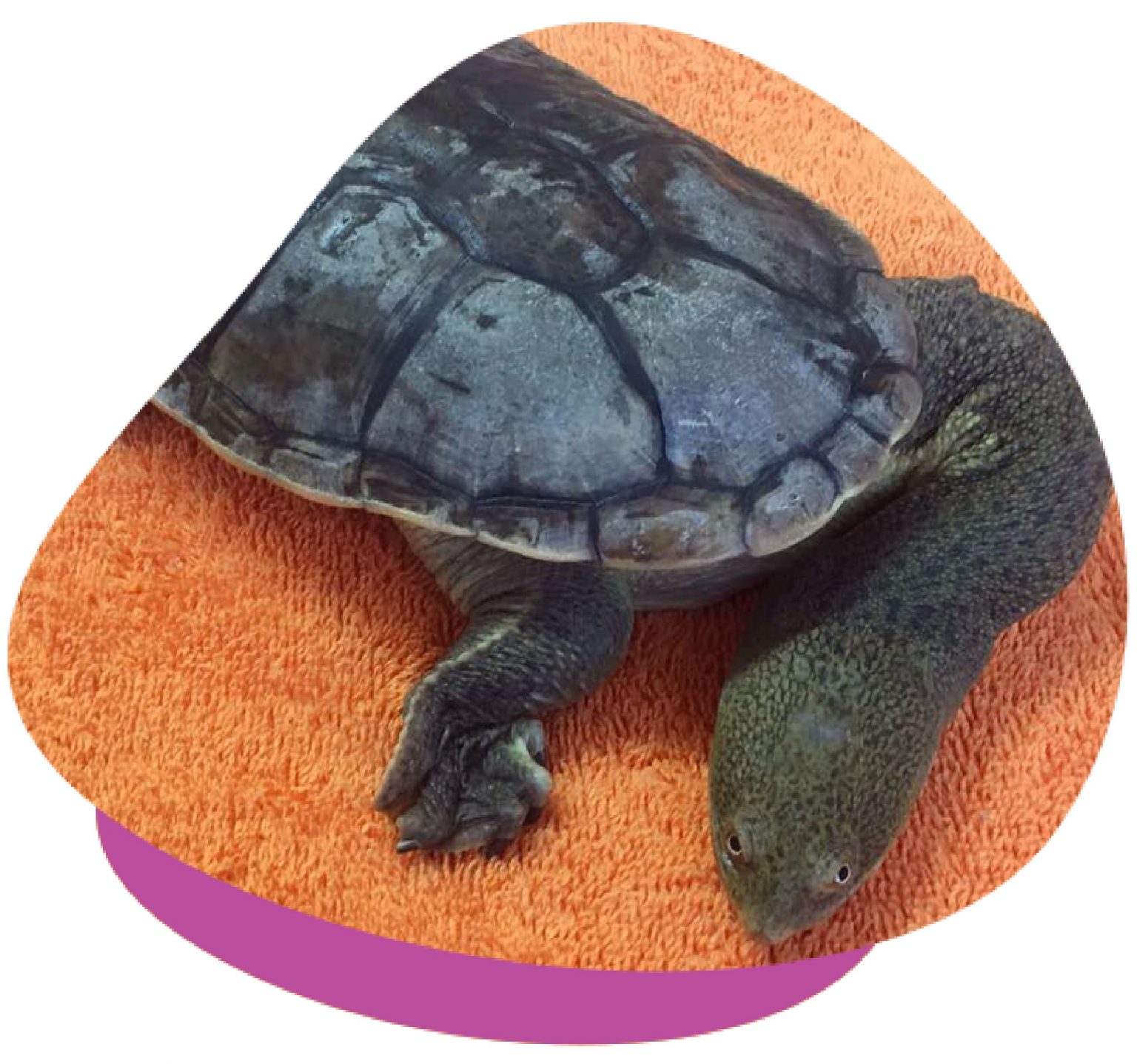 Caring For Australian Turtles (Housing, Feeding & More)