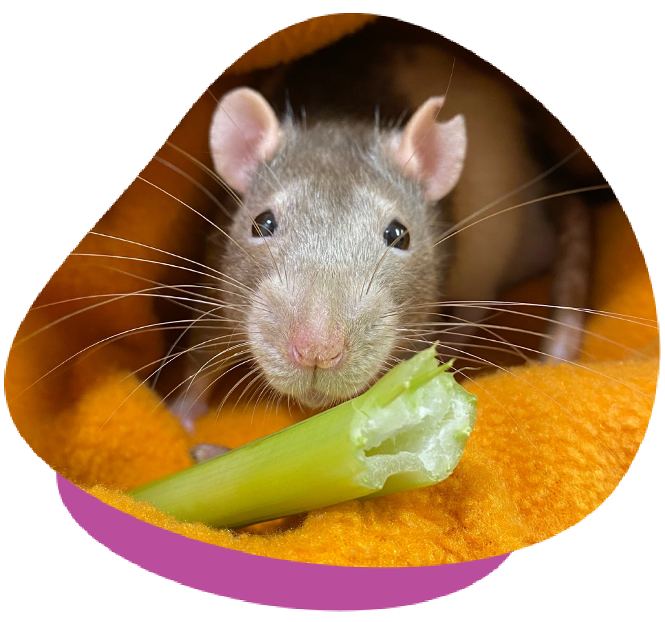Species We Treat Services FAQ About Us Blog Locations Contact Lumps and Bumps in Mice and Rats