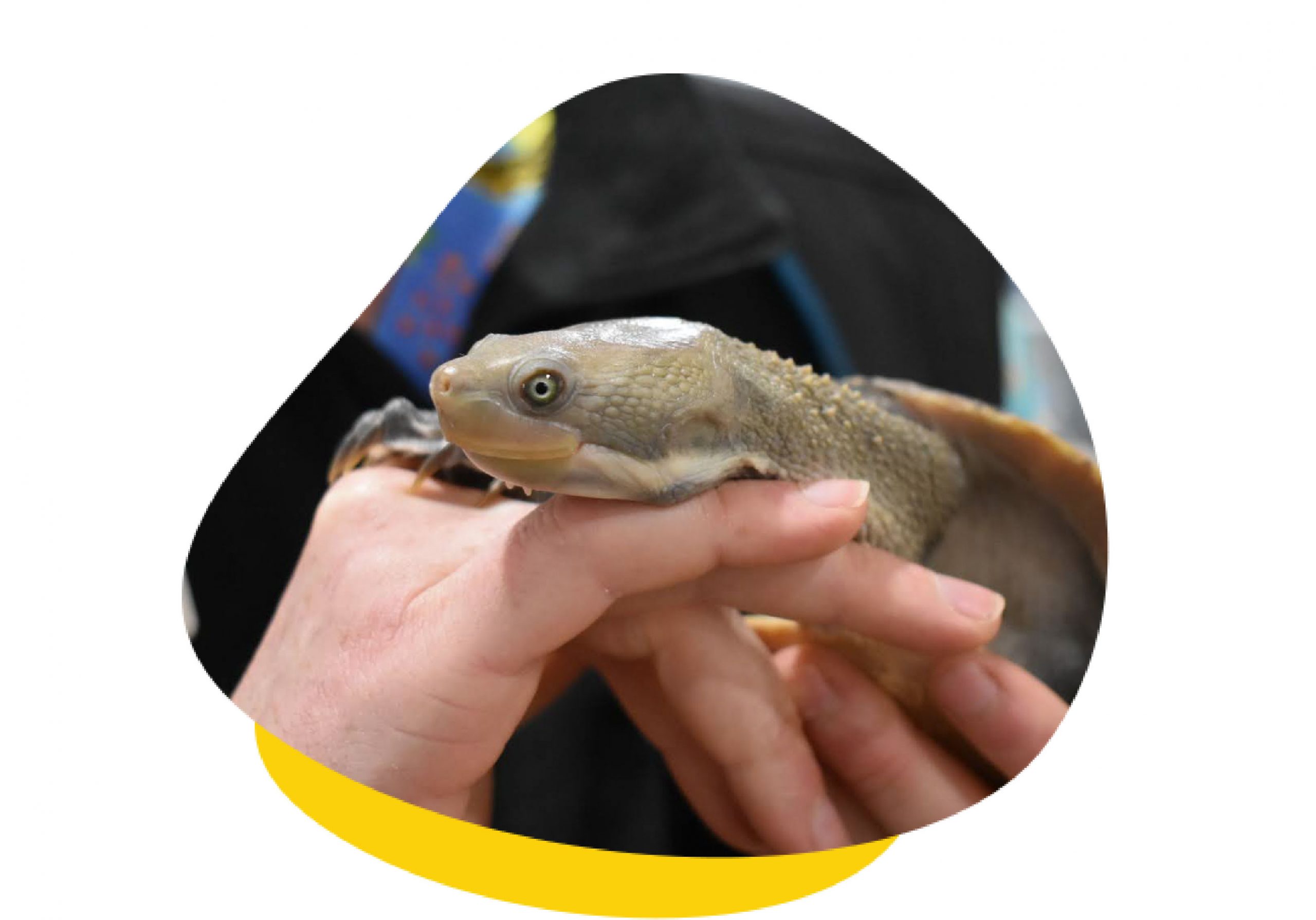 turtle being held