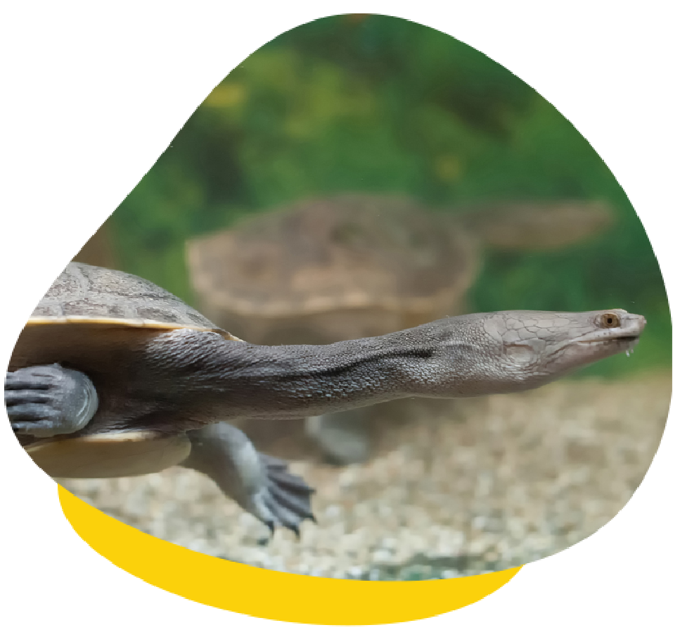 Turtle-in-water