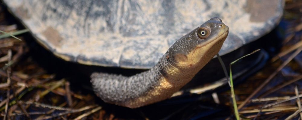 upv caring for turtles blog image