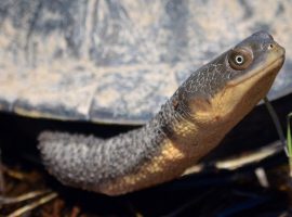 upv caring for turtles blog image