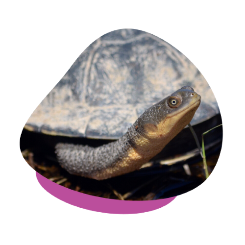 upv turtle 5