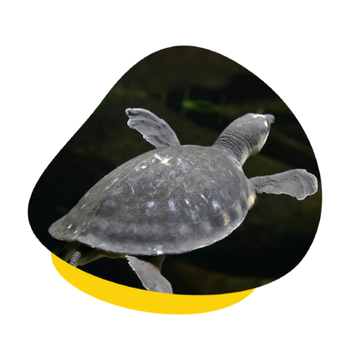 upv turtle 6