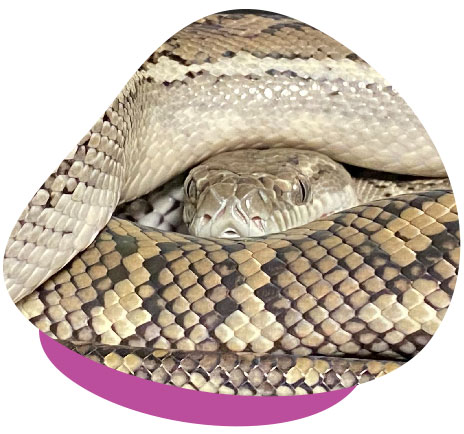 briar the python 01