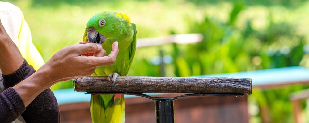 a trainer with parrots