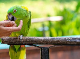 a trainer with parrots