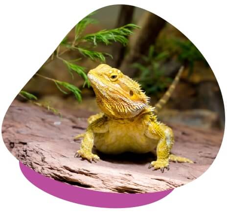 Bearded dragon enclosure