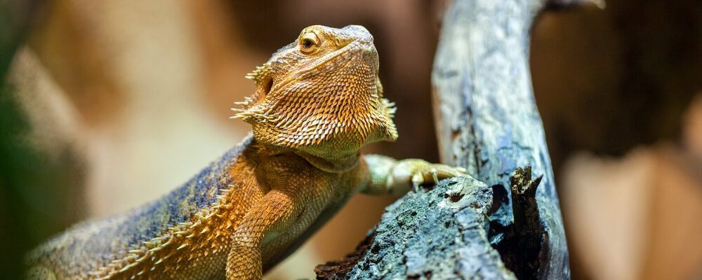 bearded dragon uv lighting