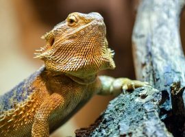 bearded dragon uv lighting