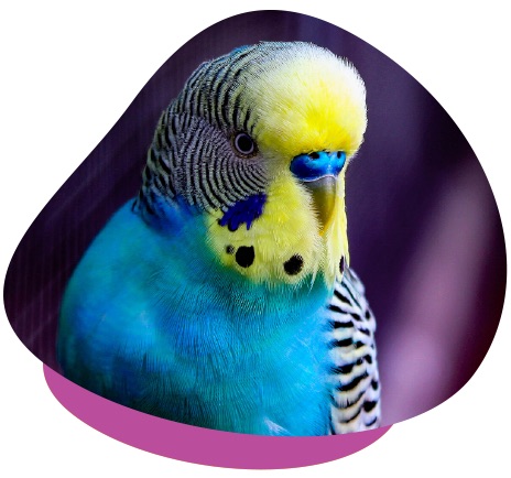 Blue budgie