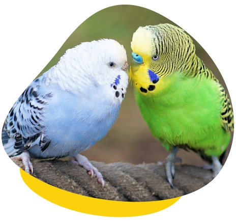 Blue green budgies