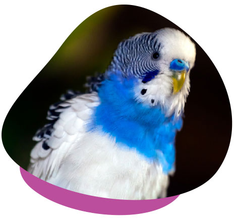 blue male budgie 01