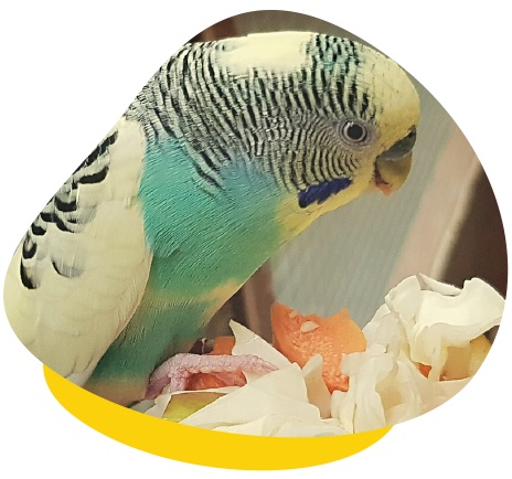 Budgie eating