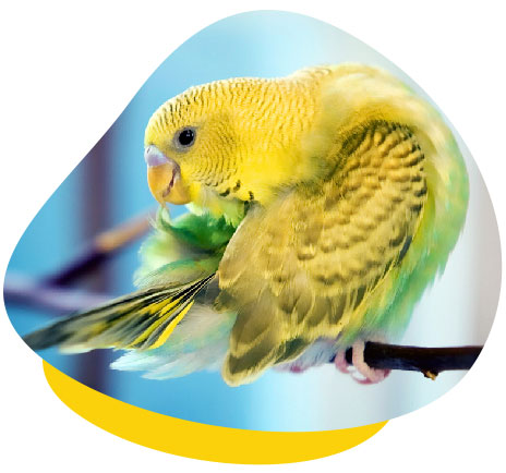 budgie grooming 01