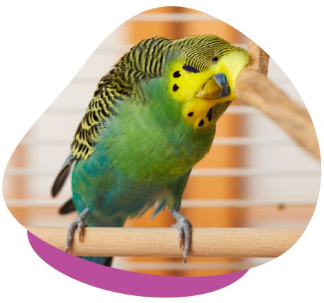 Budgie in cage