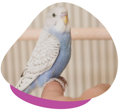 budgie on finger 01