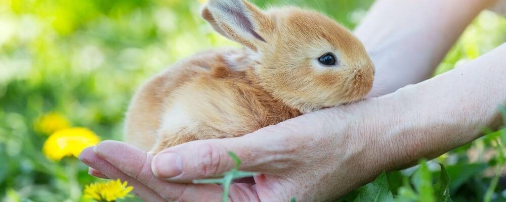 Caring for rabbits blog