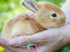 Caring for rabbits blog