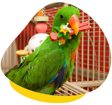 Green parrot wood toy