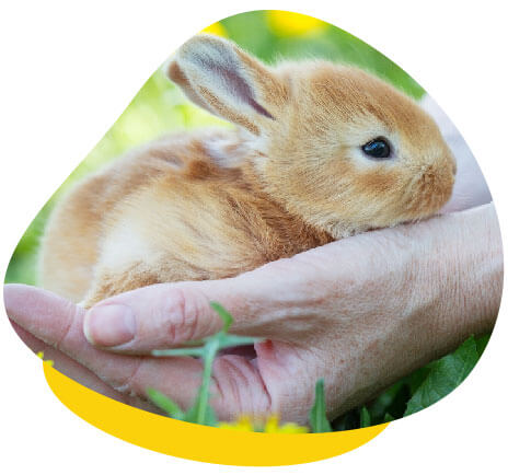 Holding rabbit