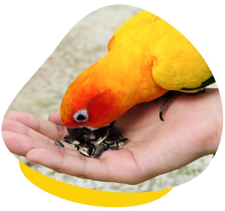 Parrot hand feeding