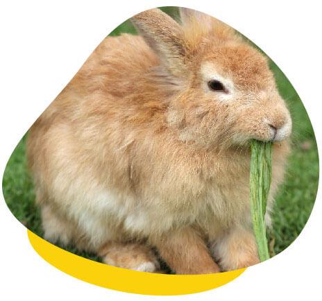 Rabbit eating grass Rabbit eating grass