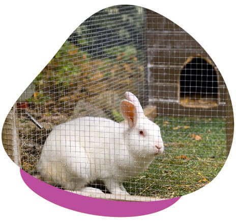 Rabbit in hutch