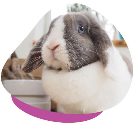 Caring For Pet Rabbits - Your Complete Guide for Bunny Care